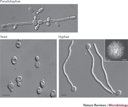 candida microscopic view