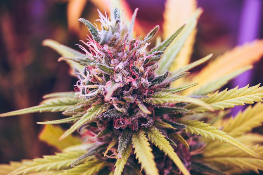 Close-up of cannabis calyxes covered in trichomes.