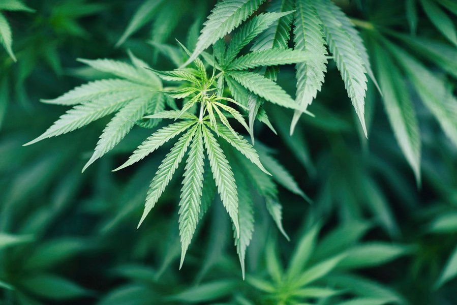cannabinoids-sars-cov-2-research-summary-zxwll4df