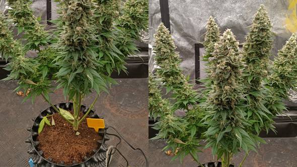 cannabis plant trimming outdoor indoor