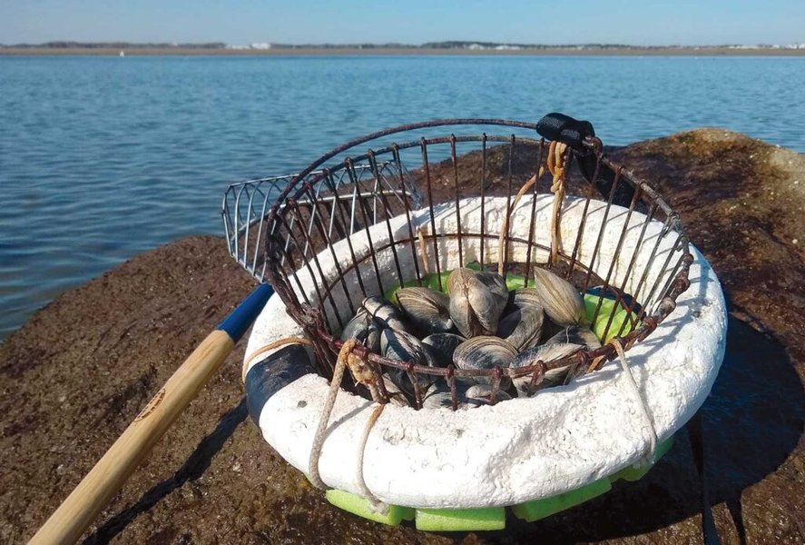A fresh catch of quahogs, showcasing the rewards of a successful shellfishing trip.