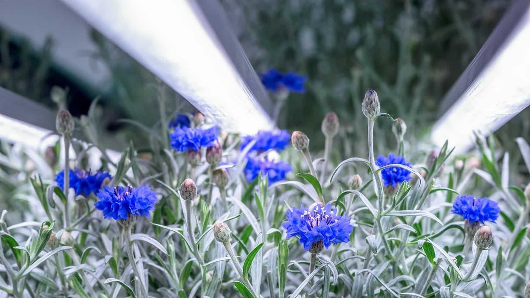 Vertical farming at Capsum's Texas facility