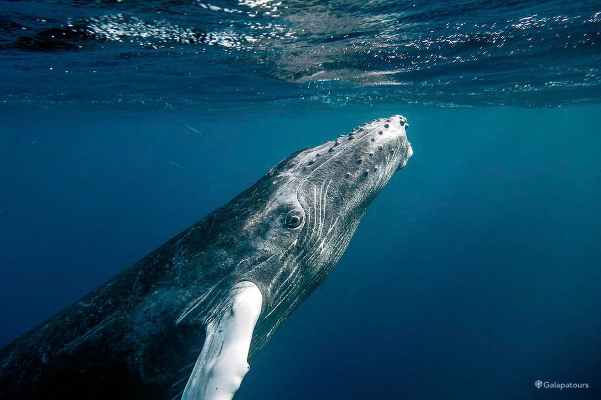 whale ocean journey