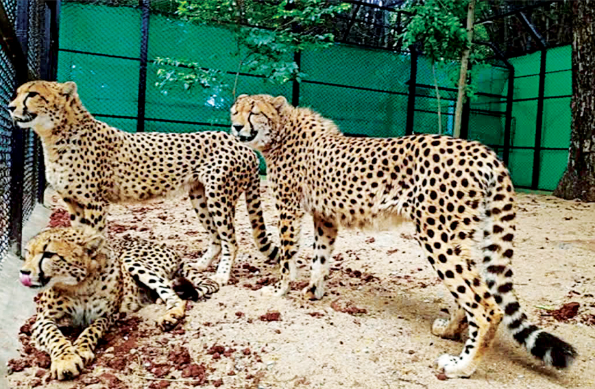 captive cheetah enclosure Namibia