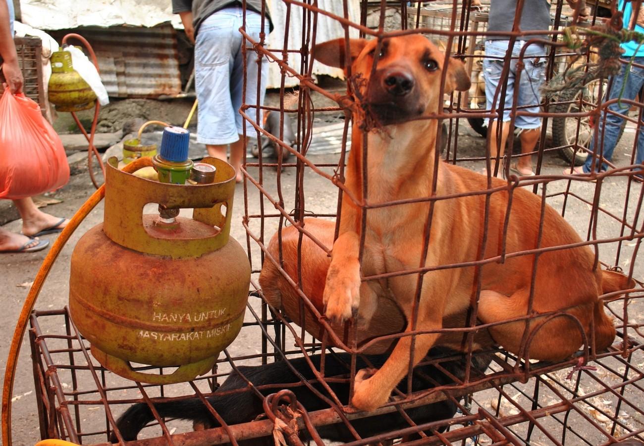 animal meat market scenery