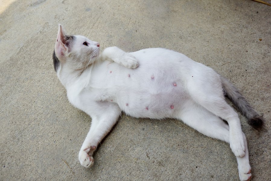 pregnant cat care