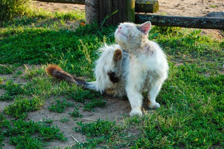 cat with flea treatment and natural outdoor scenery