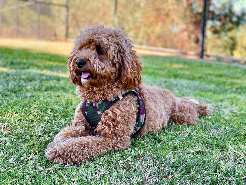 cavapoo-zachte-gele-vacht-boot-1kyb872u