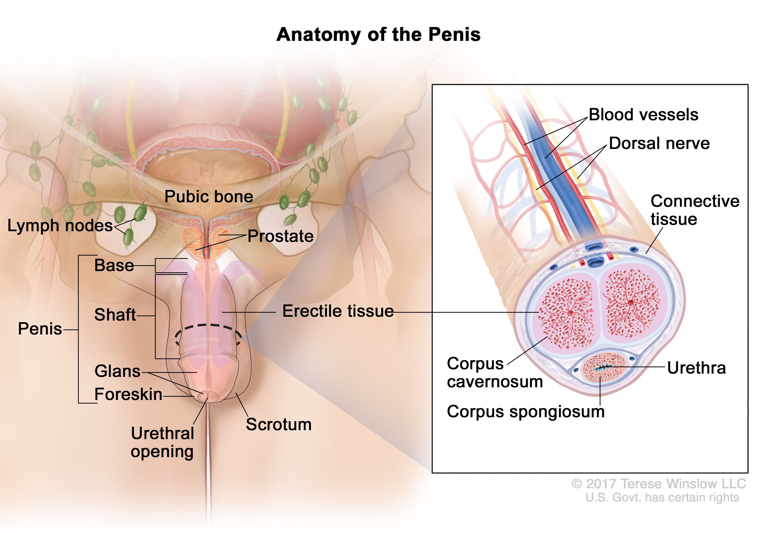 penis anatomy erectile tissue