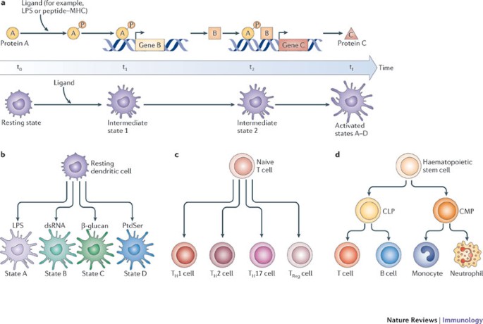 mammalian immune system diagram