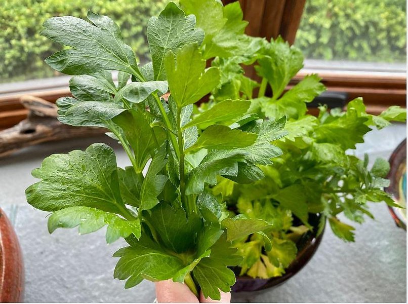 celery-leaves-edible-comprehensive-guide-nk4ad6wi