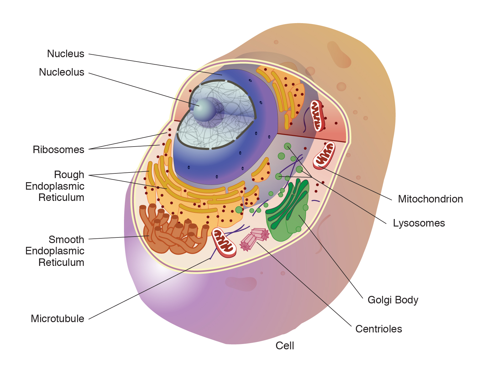 cellular organelles diagram