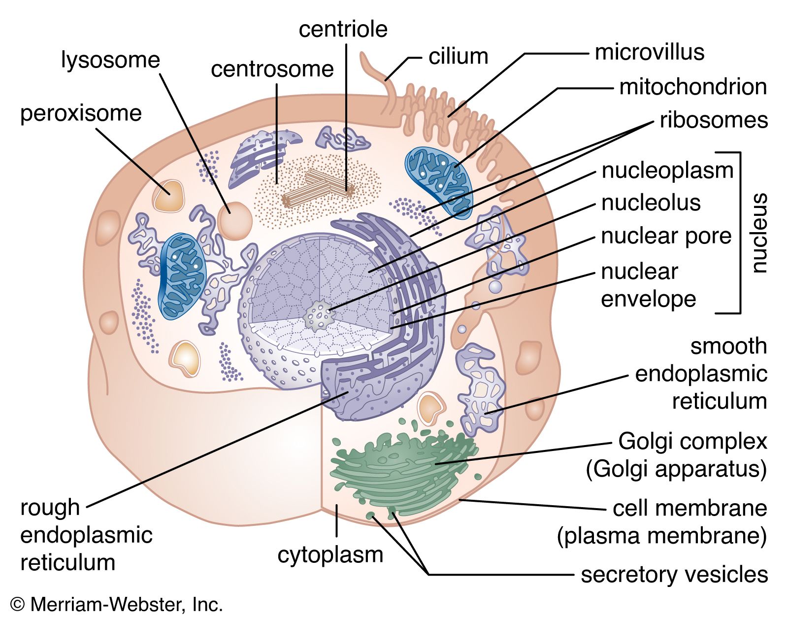 cellular structure