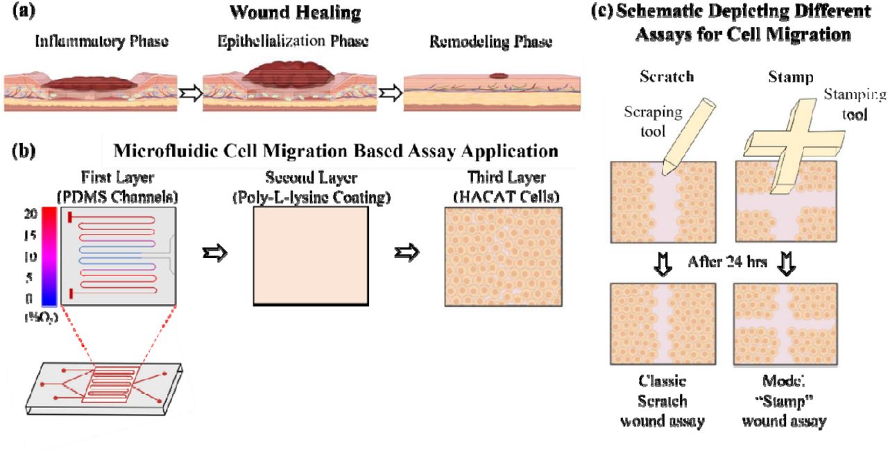wound healing simulation cell migration