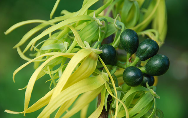 tropical herbal medicinal plants