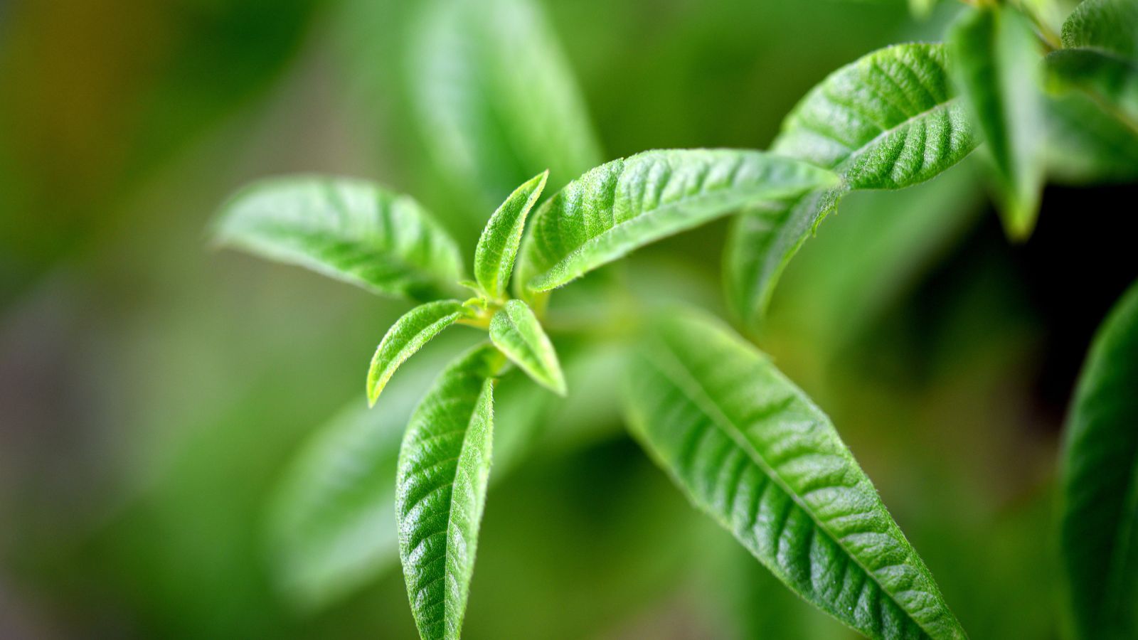 vibrant green leaves on herbal plant growth