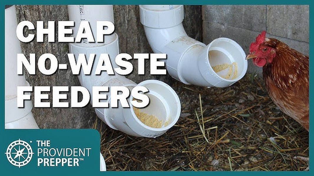 cheap-effective-chicken-feeding-methods-c6rsy2o1
