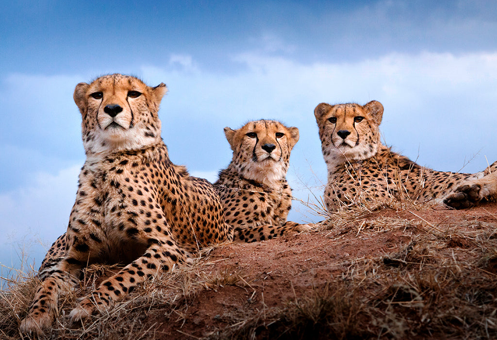 cheetah in savannah landscape Namibia