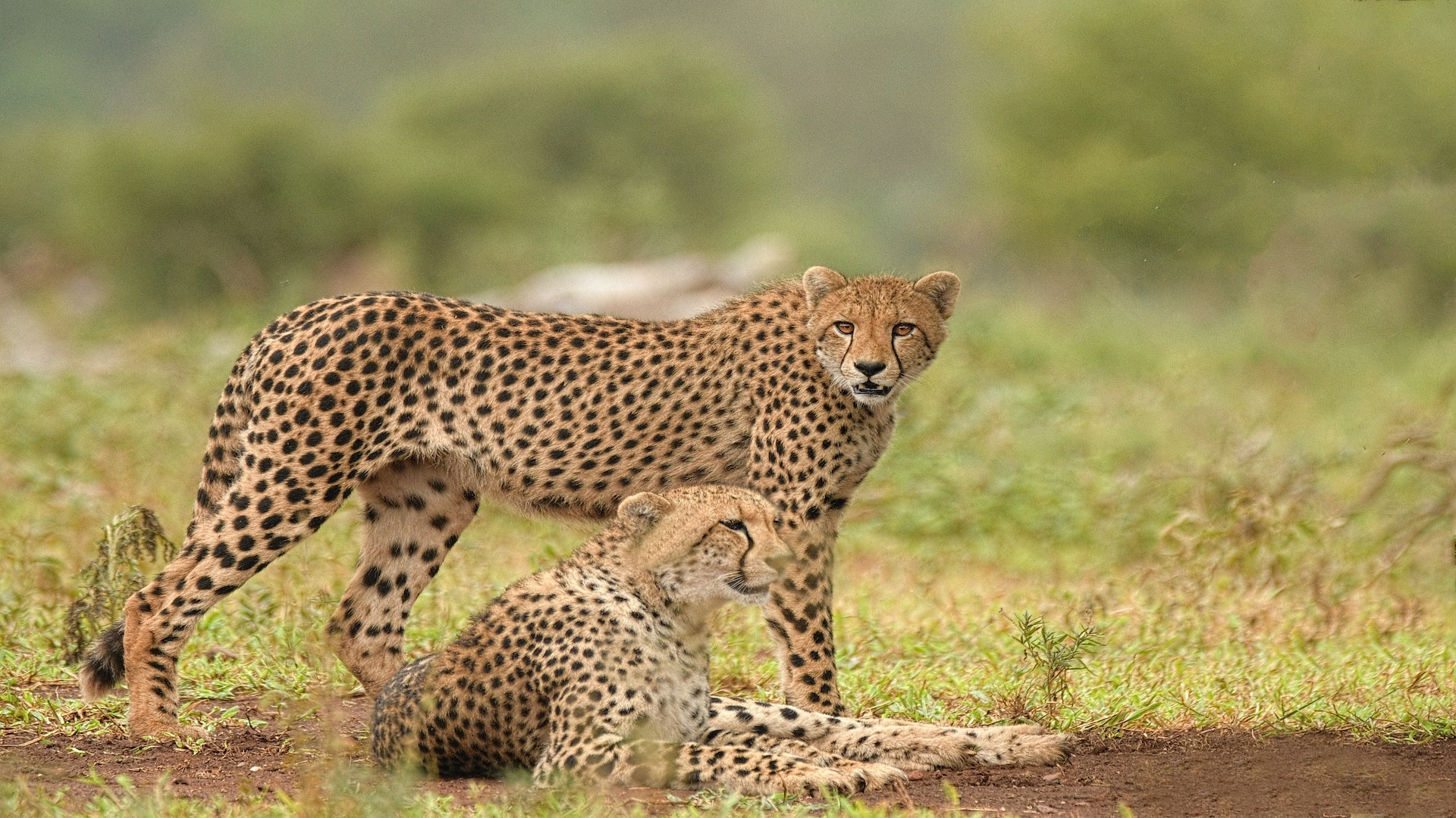 cheetahs in habitat, wildlife research photography