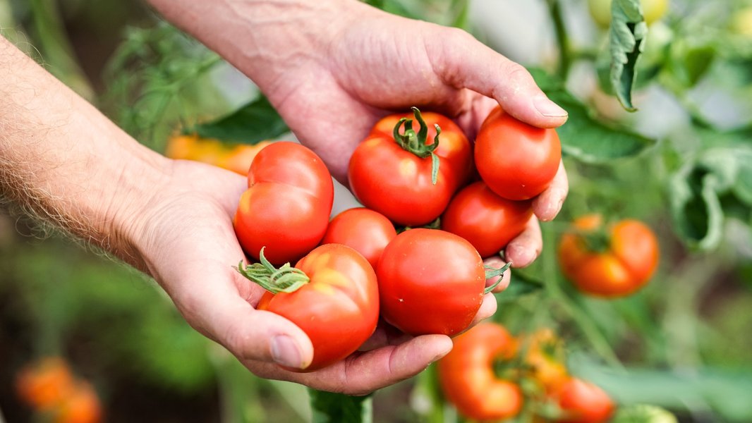 A collection of various types of tomatoes, including cherry tomatoes, laid out for drying or storage.