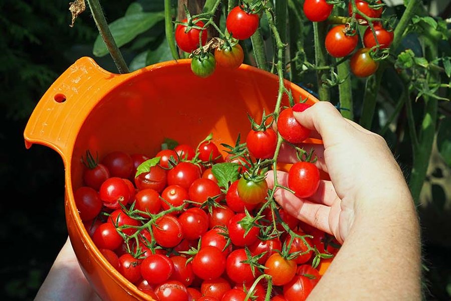 cherry-tomato-harvest-guide-c5l4mk0g