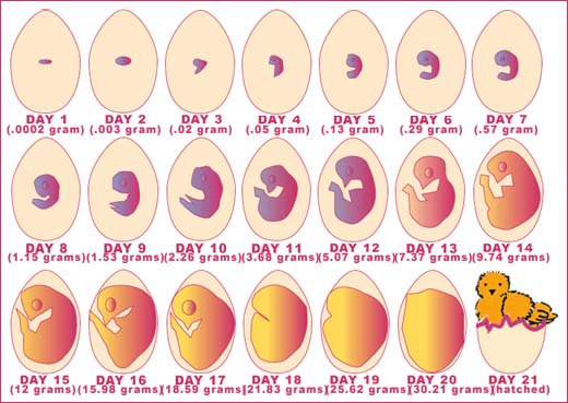 chicken egg evolution