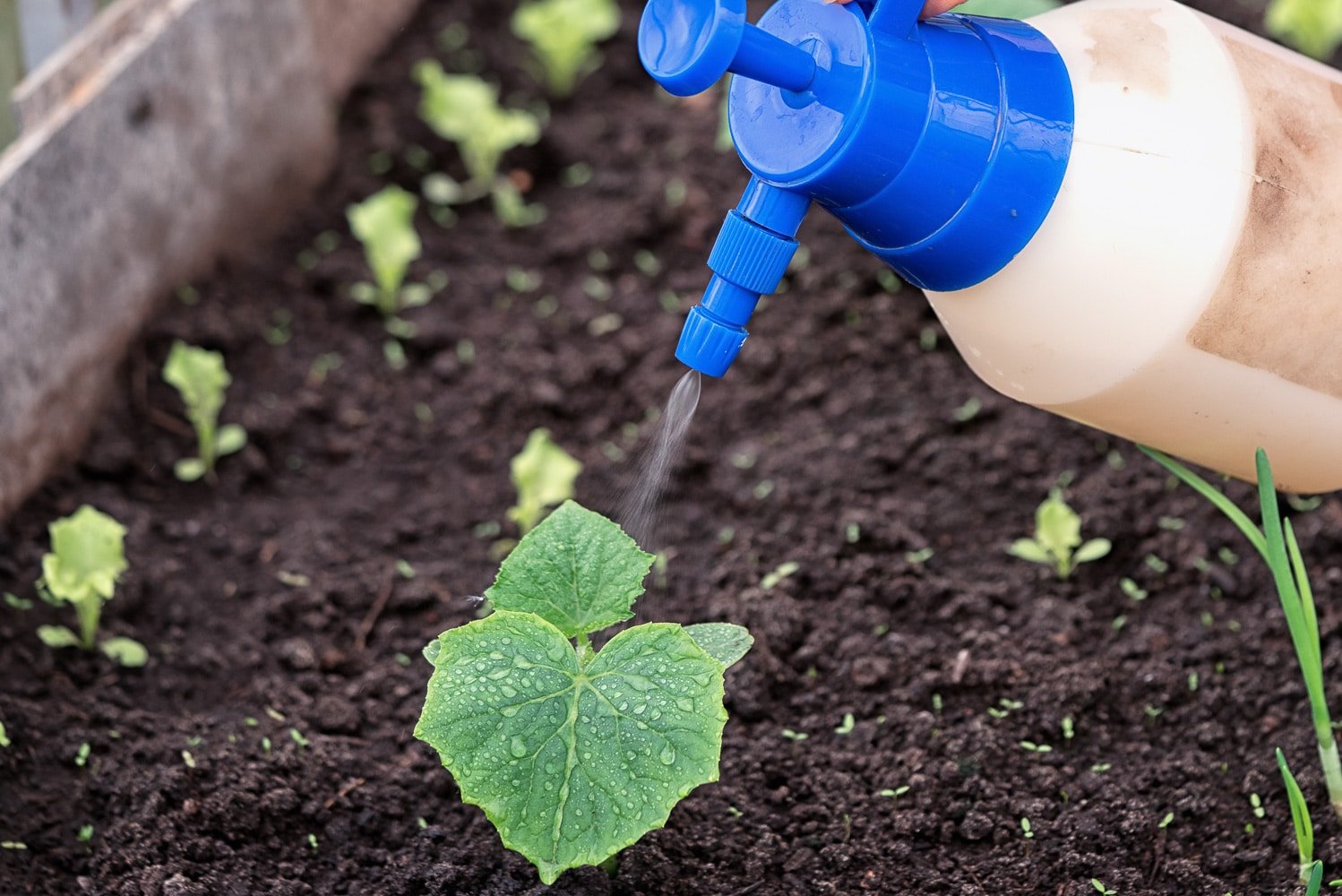 cucumber plants in a field with manure compost piles