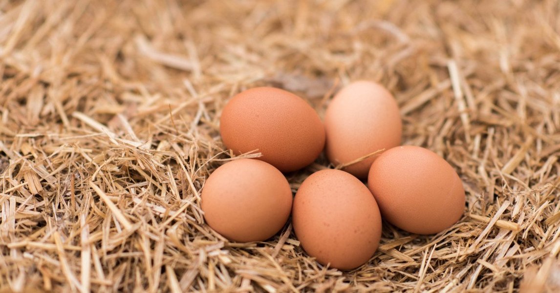 chicken-or-egg-evolutionary-answer-nuq9n44u