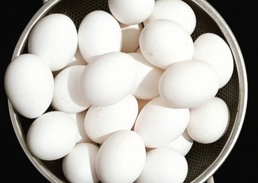 chicken-or-egg-evolutionary-answer-yzgog9kp