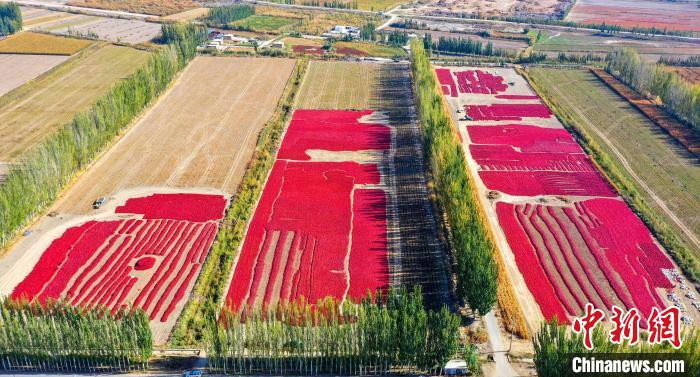 chili plants field with sunlight