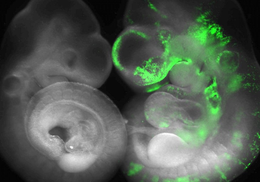 chimeras-sars-cov-2-furin-site-435n13wp