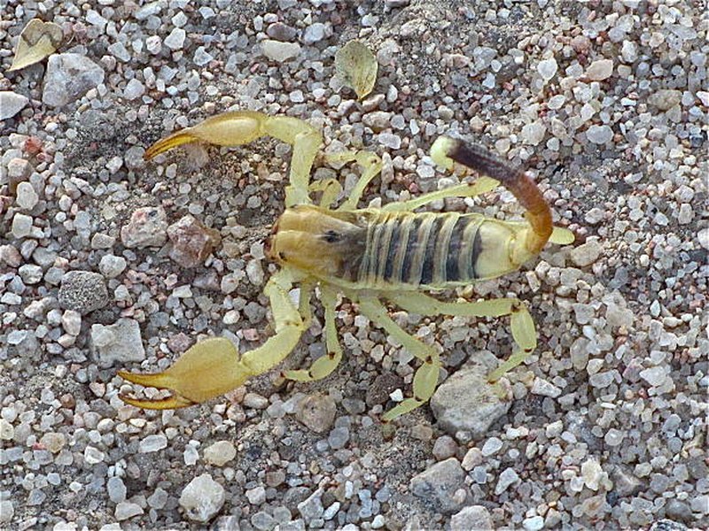 chlorpyrifos-efficacy-scorpions-analysis-tp13or6n