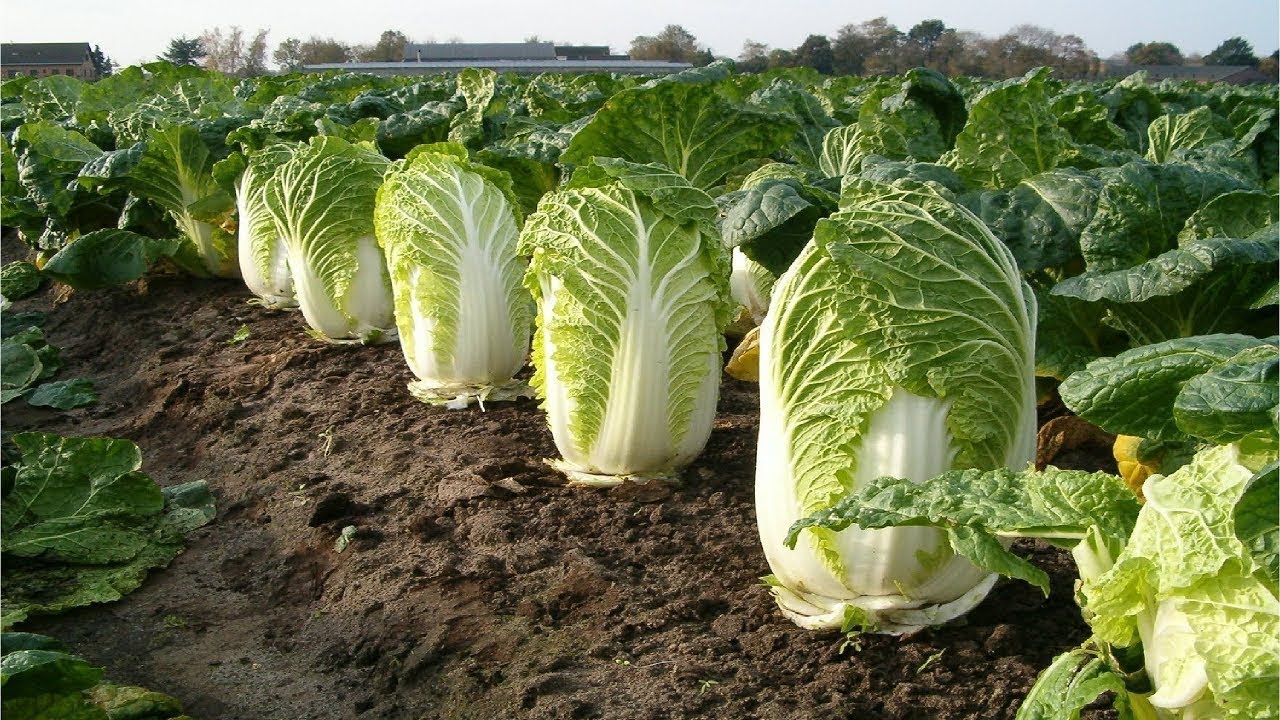 lush green cabbage farmers fields