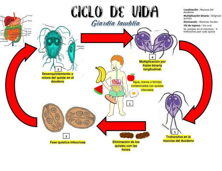 ciclos-vida-parasitos-intestinales-xaz2mktk