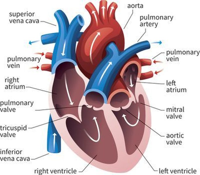 heart circulatory system diagram
