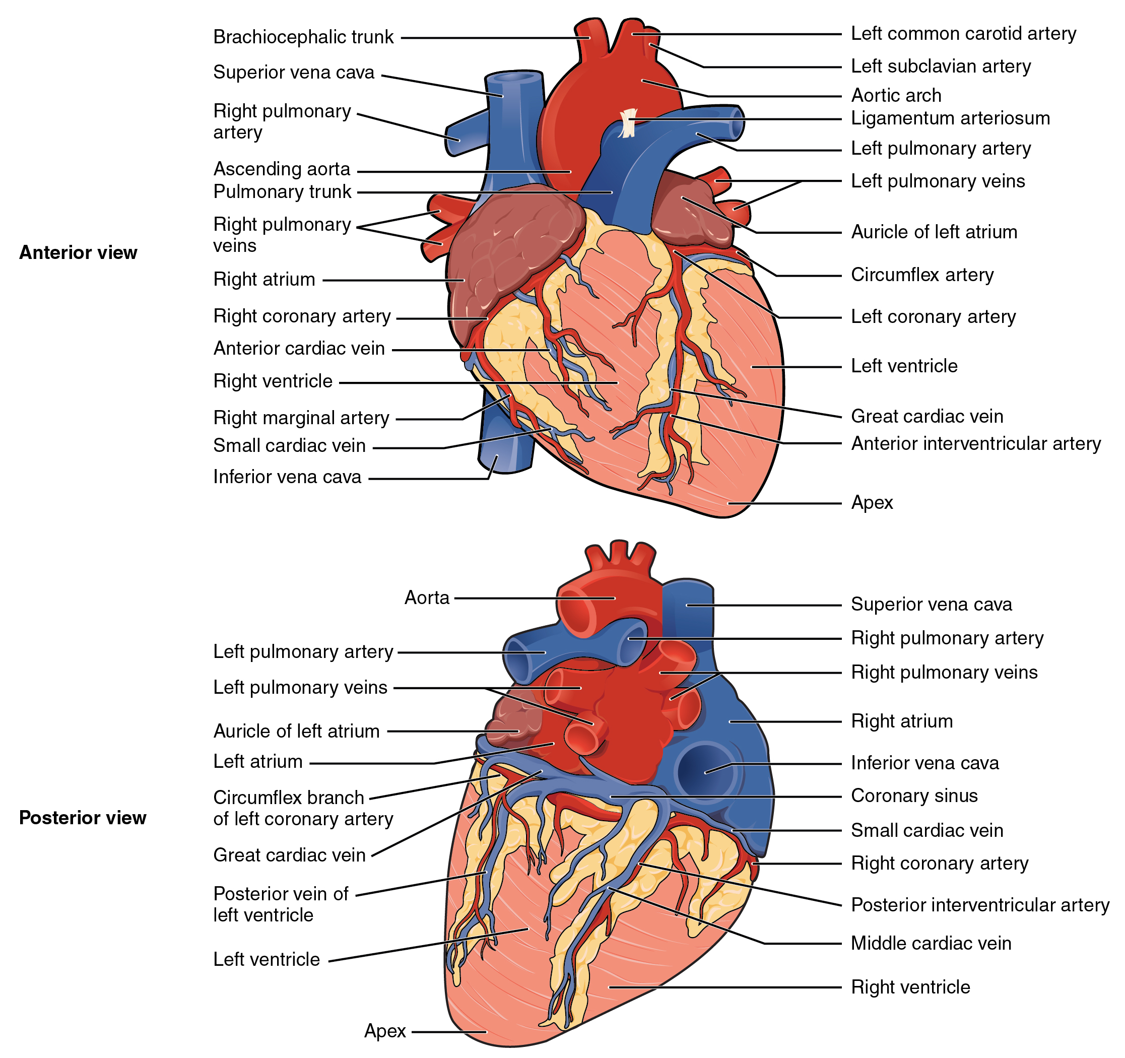 heart blood vessels circulation anatomy