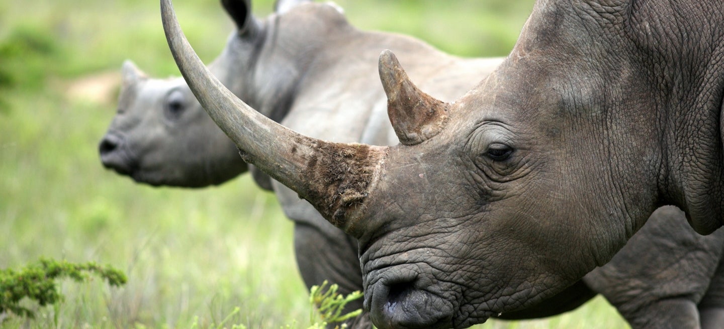 landscape wildlife trade regulation