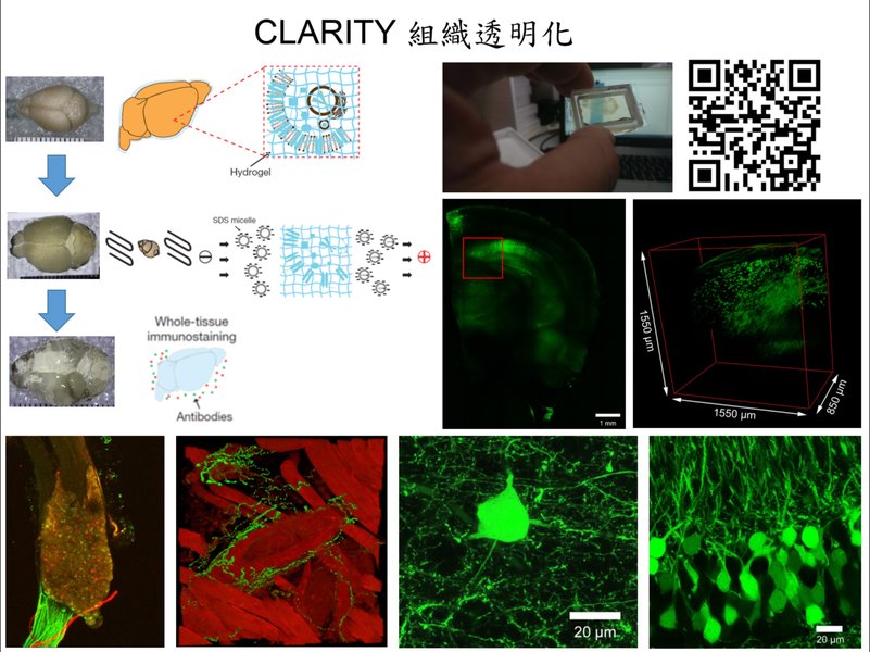 CLARITY 技術流程示意圖