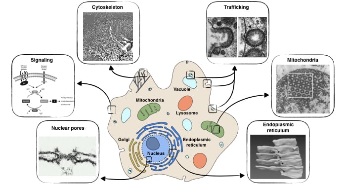 cells and biological processes