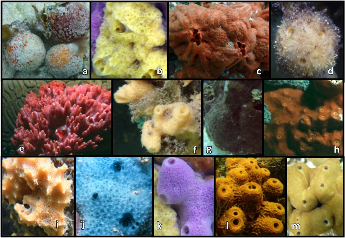 marine sponge coral reef
