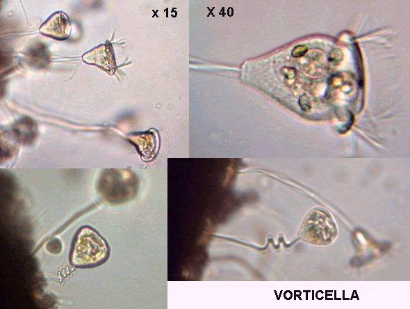 marine sponges and protozoa microscopy