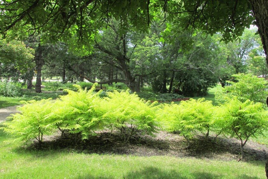 A diverse planting of wildflowers and grasses