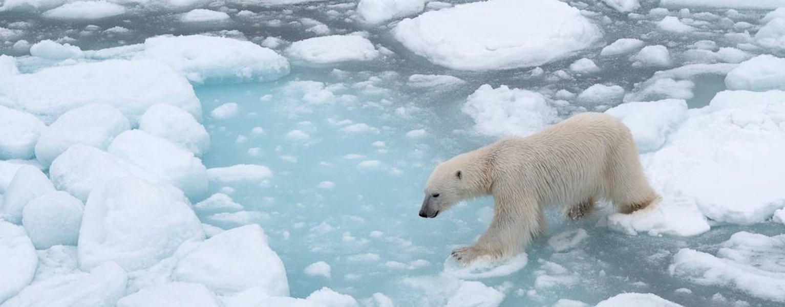 climate-change-impacts-polar-bears-ulg6a4a2