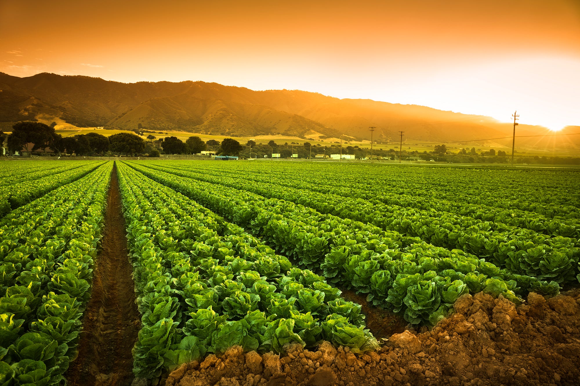 lettuce field farmer sunset