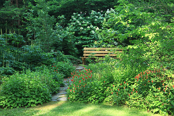 forest landscape with plants and insects