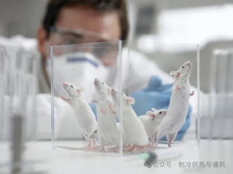 Laboratory mice used in medical research