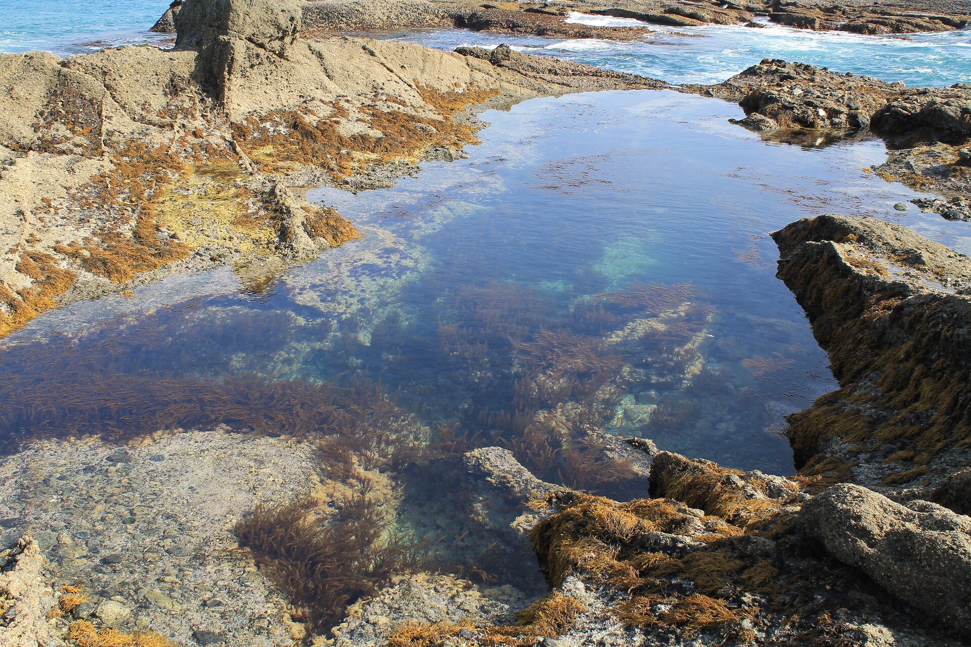 intertidal rock pools marine life