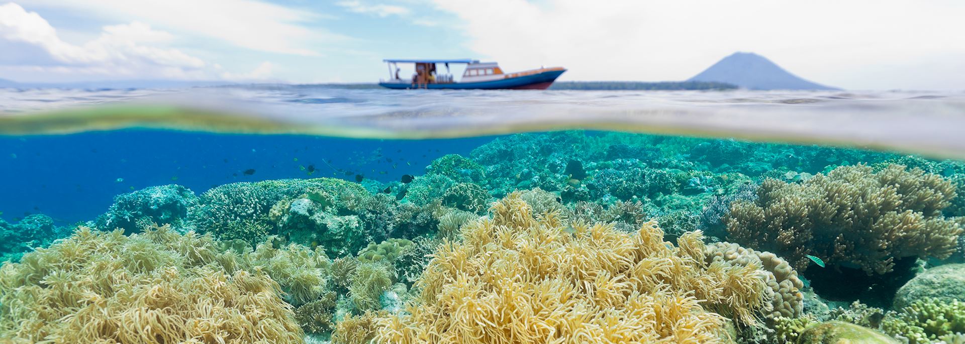 vast coastal landscapes with mangroves and coral reefs