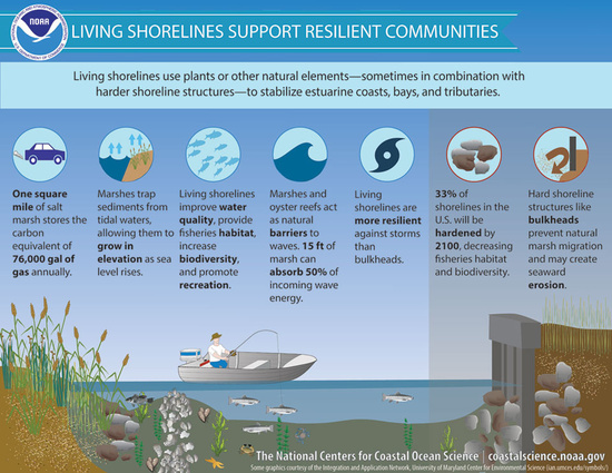 coastal ecosystem restoration and natural shorelines