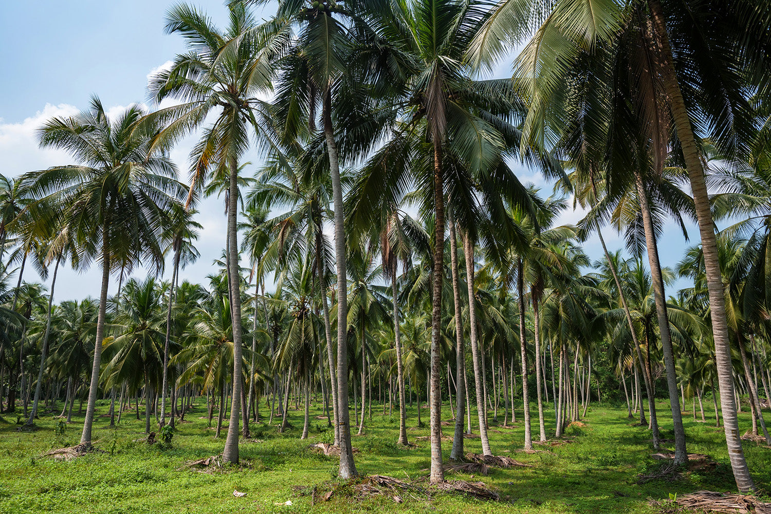coconut farmers agriculture fields